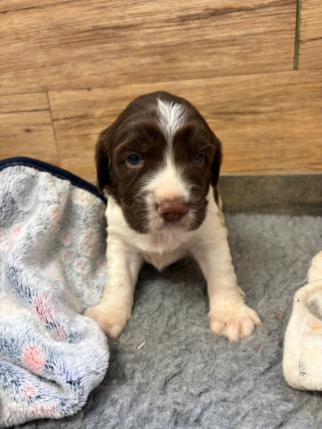 Sunset D'hell - Chiots disponibles - English Springer Spaniel