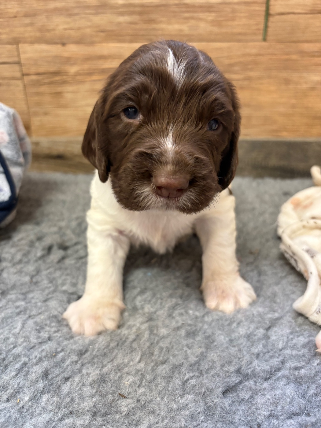 Sunset D'hell - Chiots disponibles - English Springer Spaniel