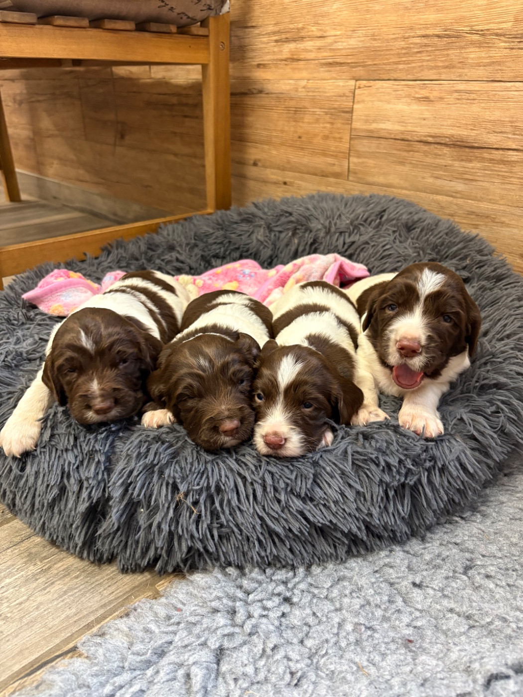 Chiot English Springer Spaniel Sunset D'hell