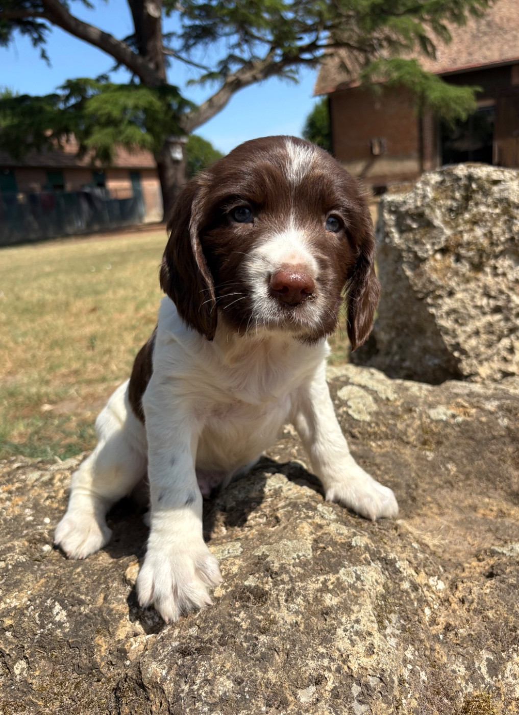 Sunset D'hell - Chiots disponibles - English Springer Spaniel