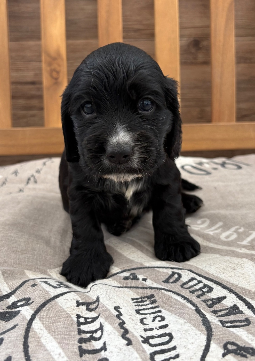 Sunset D'hell - Chiots disponibles - Cocker Spaniel Anglais
