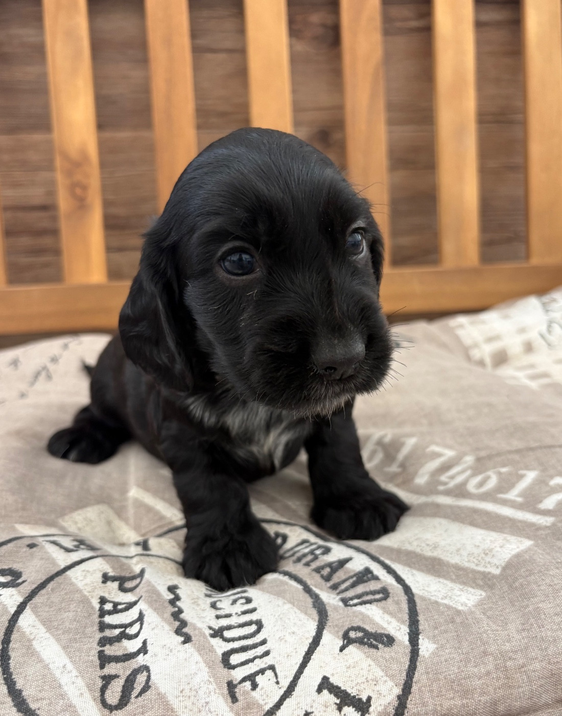 Sunset D'hell - Chiots disponibles - Cocker Spaniel Anglais
