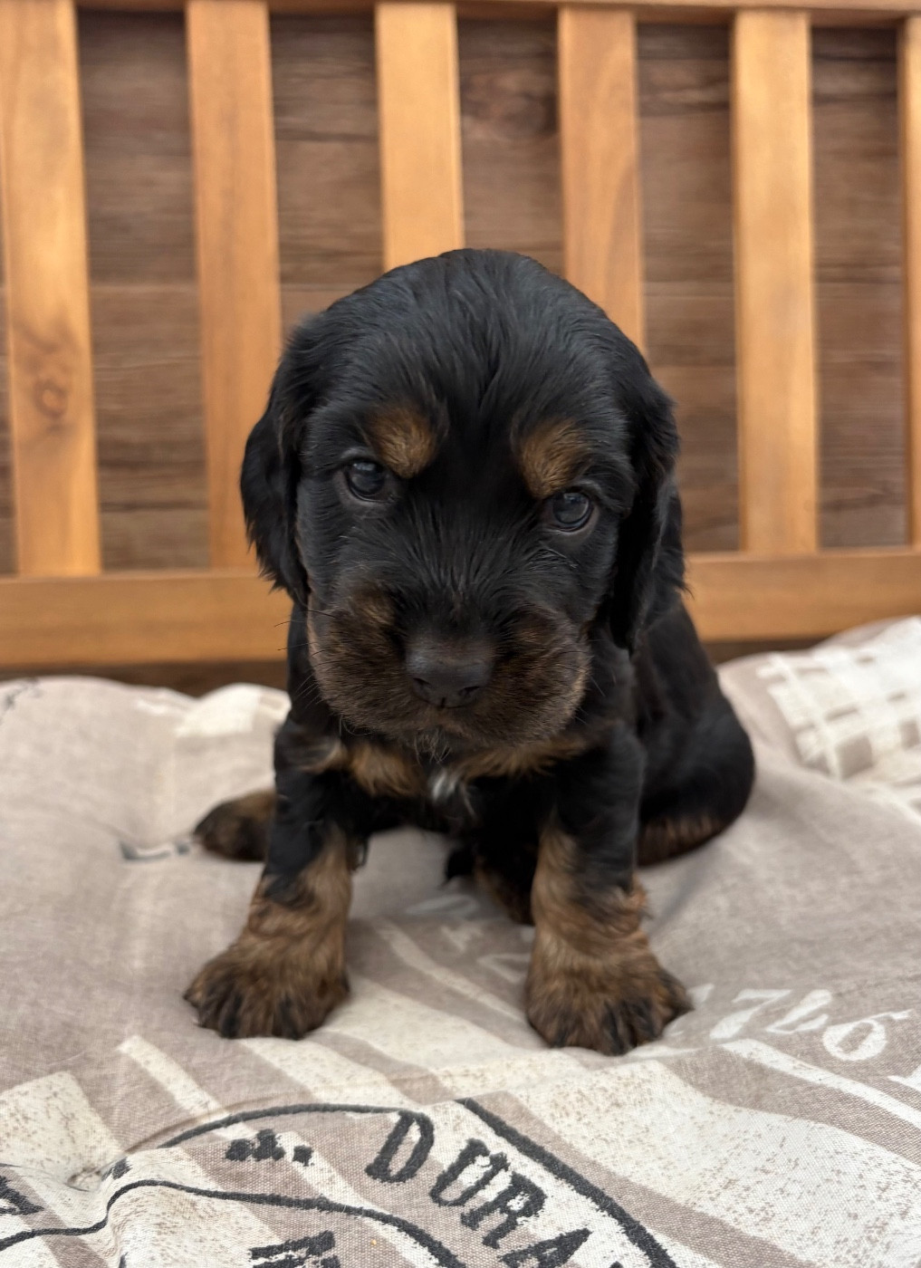 Sunset D'hell - Chiots disponibles - Cocker Spaniel Anglais