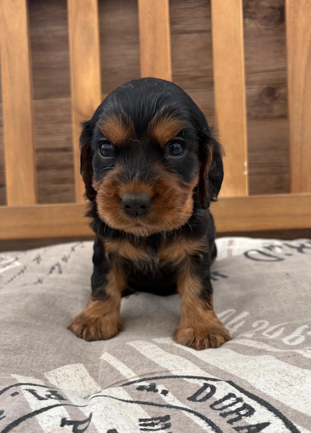 Sunset D'hell - Chiots disponibles - Cocker Spaniel Anglais