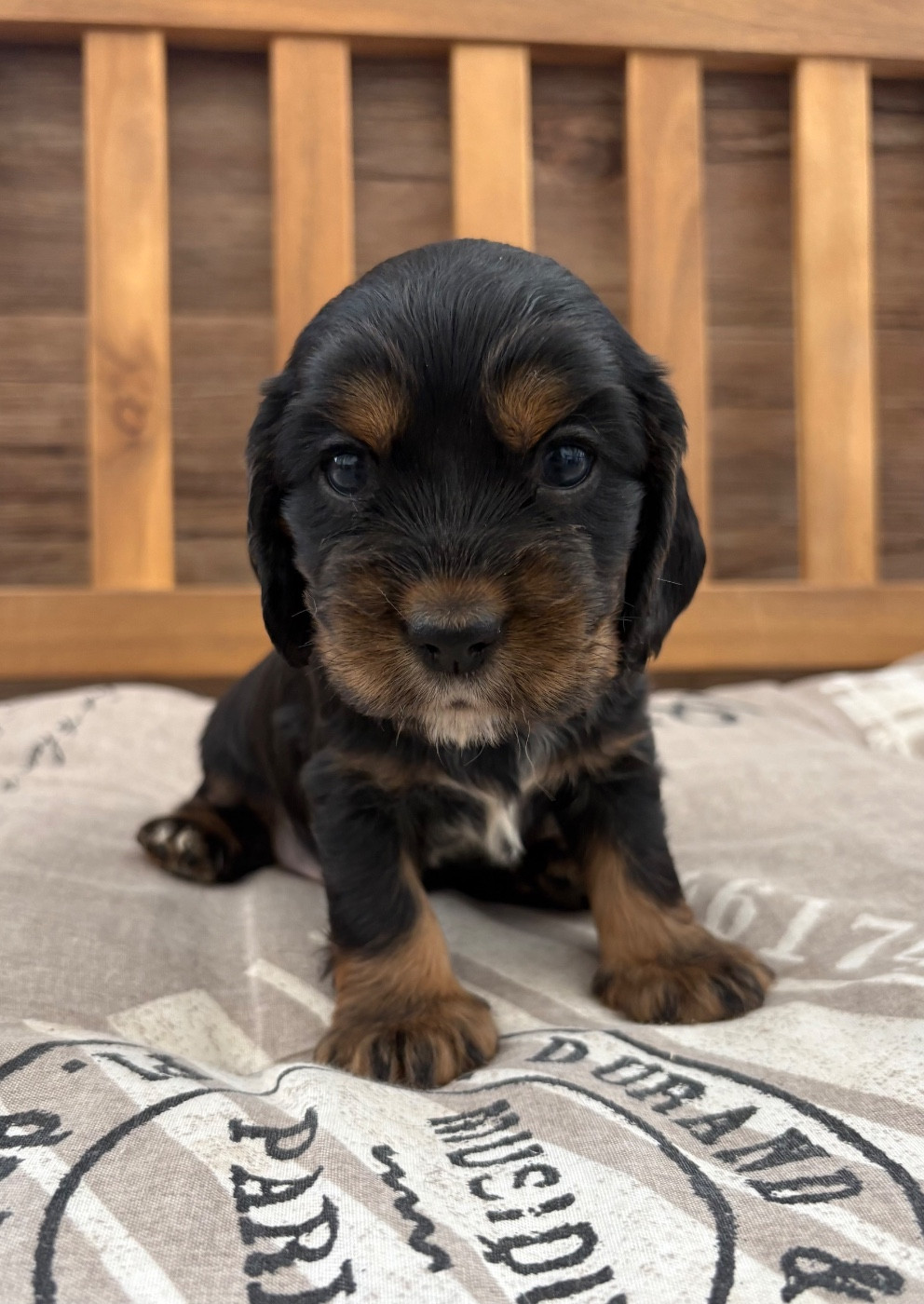 Sunset D'hell - Chiots disponibles - Cocker Spaniel Anglais