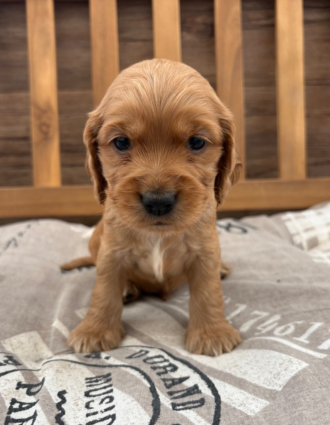 Sunset D'hell - Chiots disponibles - Cocker Spaniel Anglais