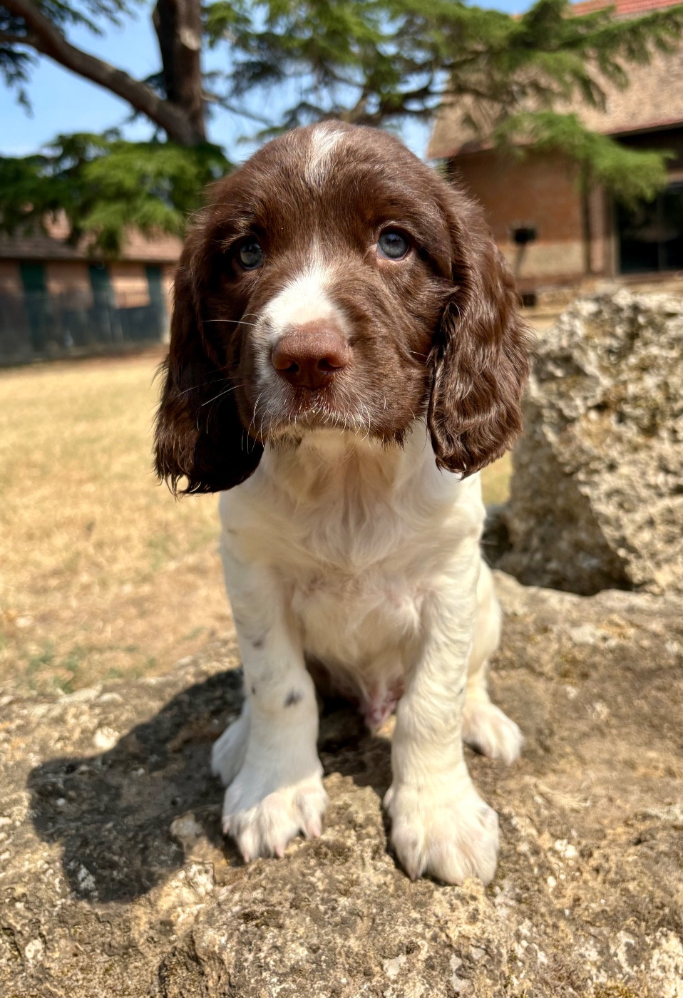 Sunset D'hell - Chiots disponibles - English Springer Spaniel