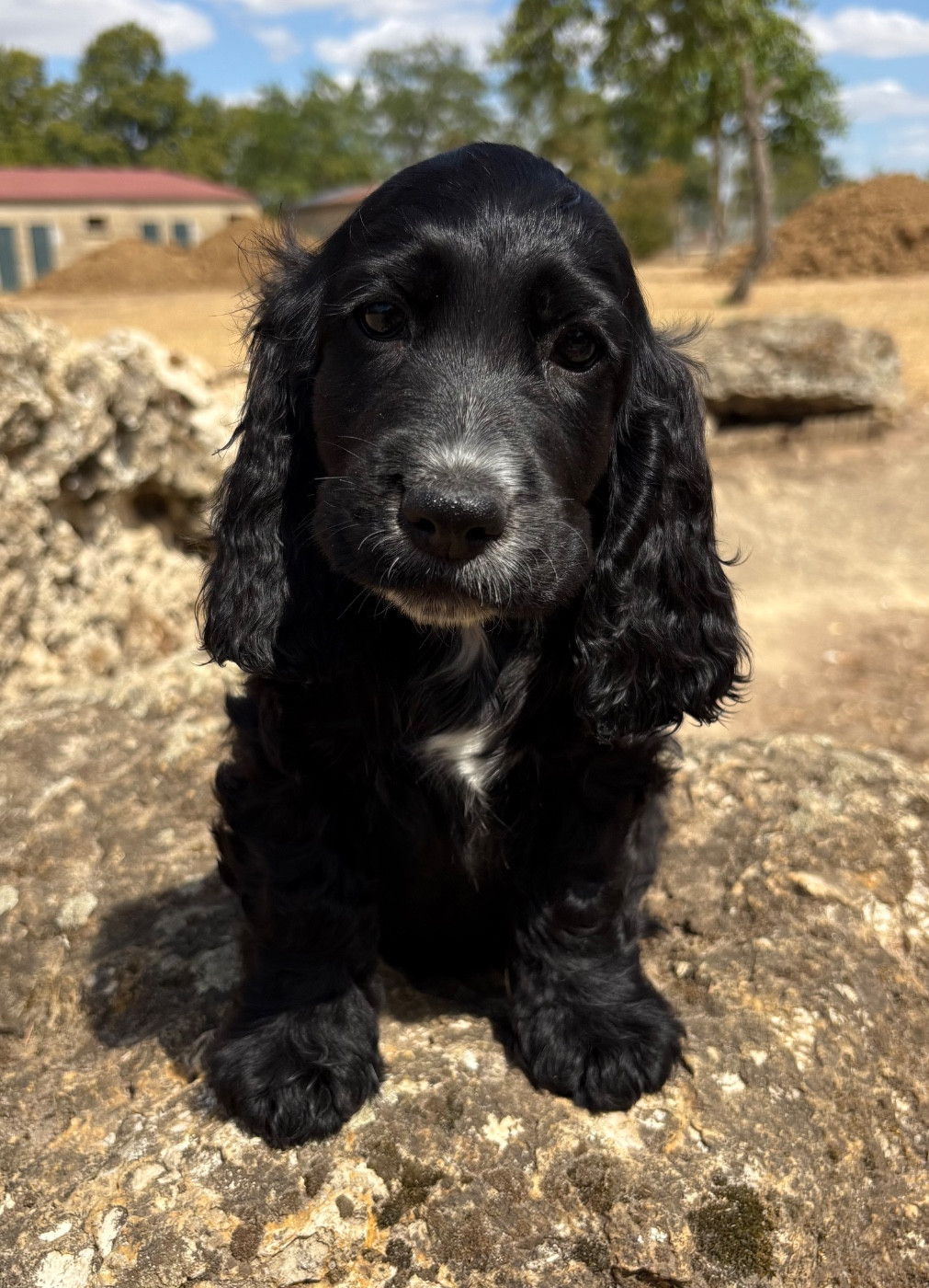 Sunset D'hell - Chiots disponibles - Cocker Spaniel Anglais