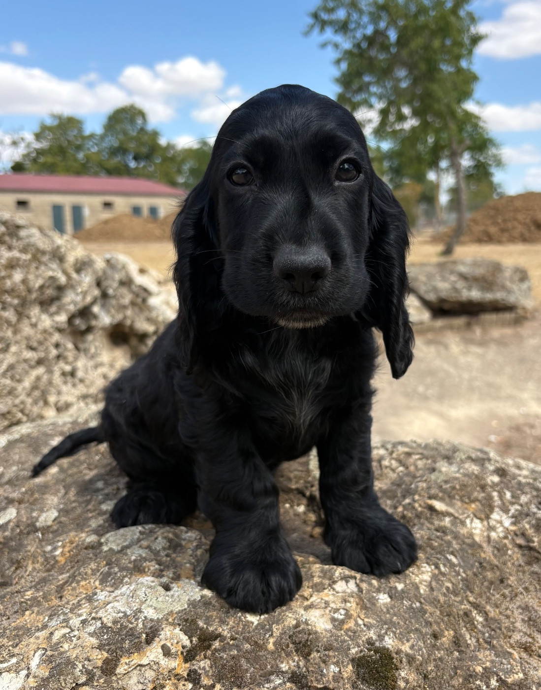 Sunset D'hell - Chiots disponibles - Cocker Spaniel Anglais
