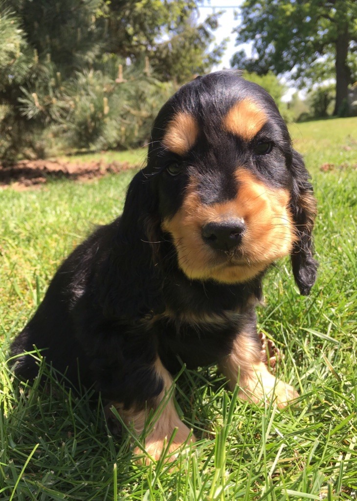 Sunset D'hell - Cocker Spaniel Anglais - Portée née le 16/03/2019