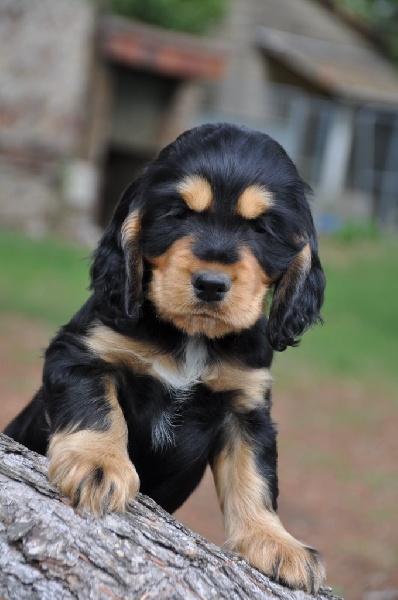 Sunset D'hell - Cocker Spaniel Anglais - Portée née le 23/06/2015