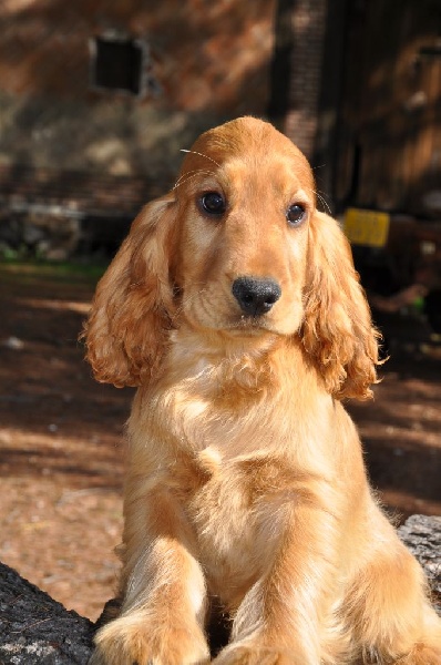 Sunset D'hell - Cocker Spaniel Anglais - Portée née le 17/06/2016