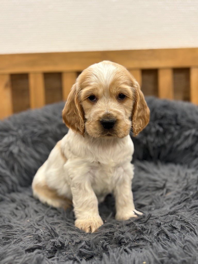 Sunset D'hell - Chiots disponibles - Cocker Spaniel Anglais