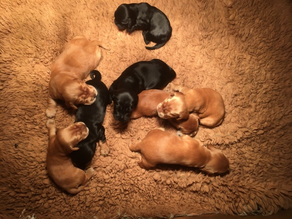 Sunset D'hell - Cocker Spaniel Anglais - Portée née le 25/02/2019