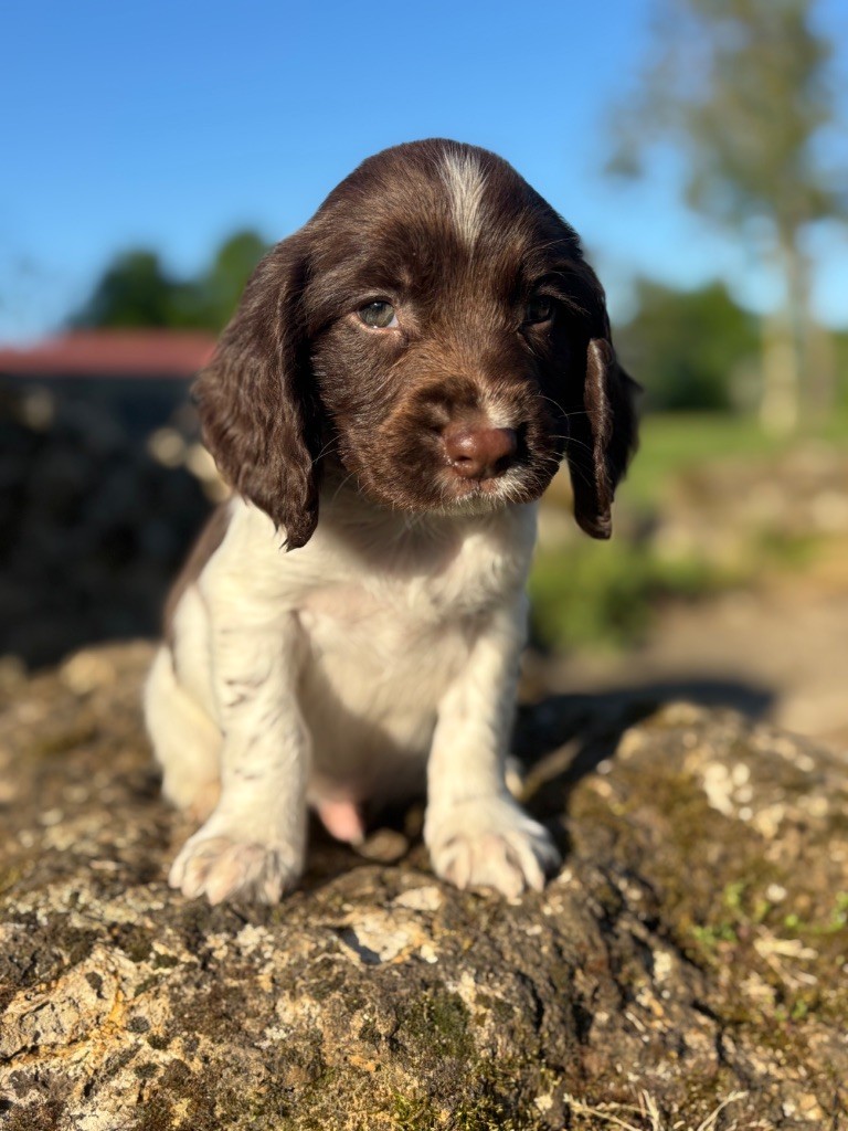 Sunset D'hell - Chiots disponibles - English Springer Spaniel