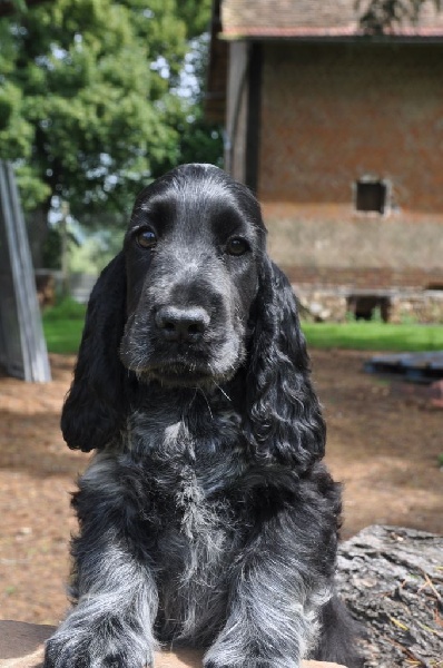 Sunset D'hell - Cocker Spaniel Anglais - Portée née le 03/04/2016