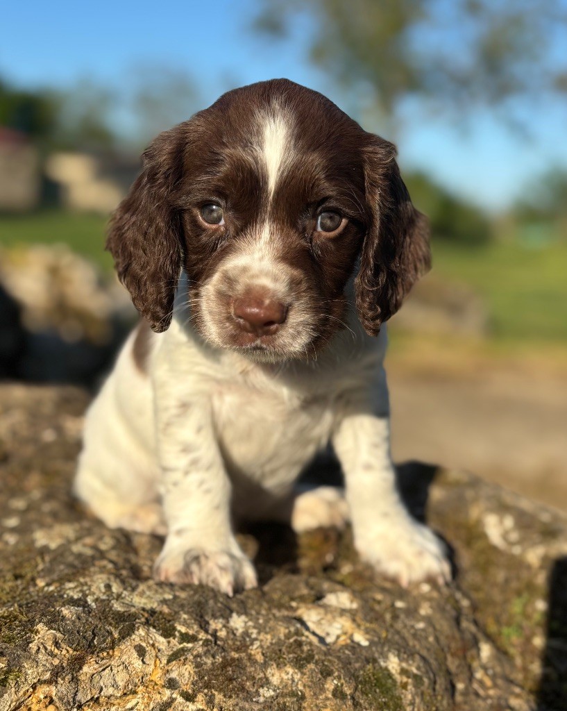 Sunset D'hell - Chiots disponibles - English Springer Spaniel