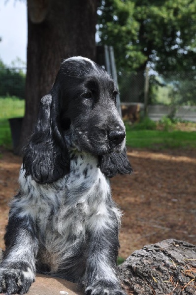 Sunset D'hell - Cocker Spaniel Anglais - Portée née le 01/04/2016