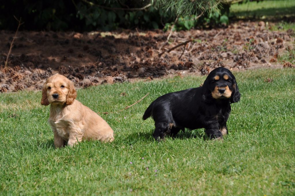 Sunset D'hell - Cocker Spaniel Anglais - Portée née le 22/03/2017
