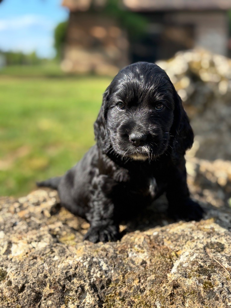 Sunset D'hell - Chiots disponibles - Cocker Spaniel Anglais