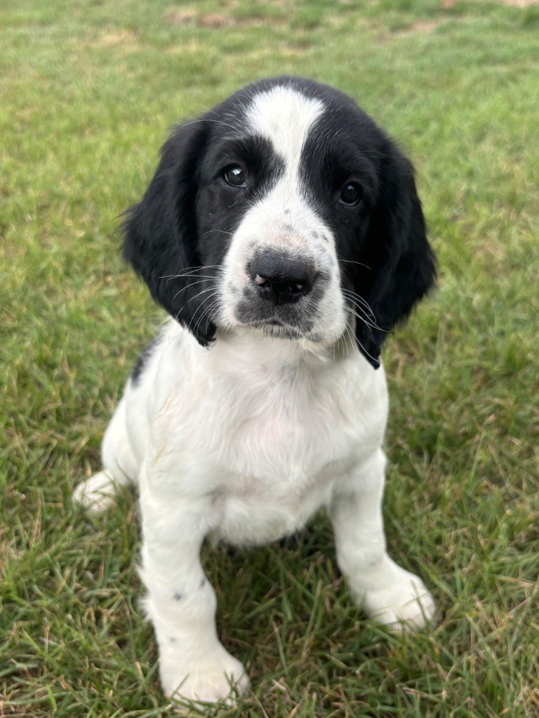 Sunset D'hell - Chiots disponibles - English Springer Spaniel