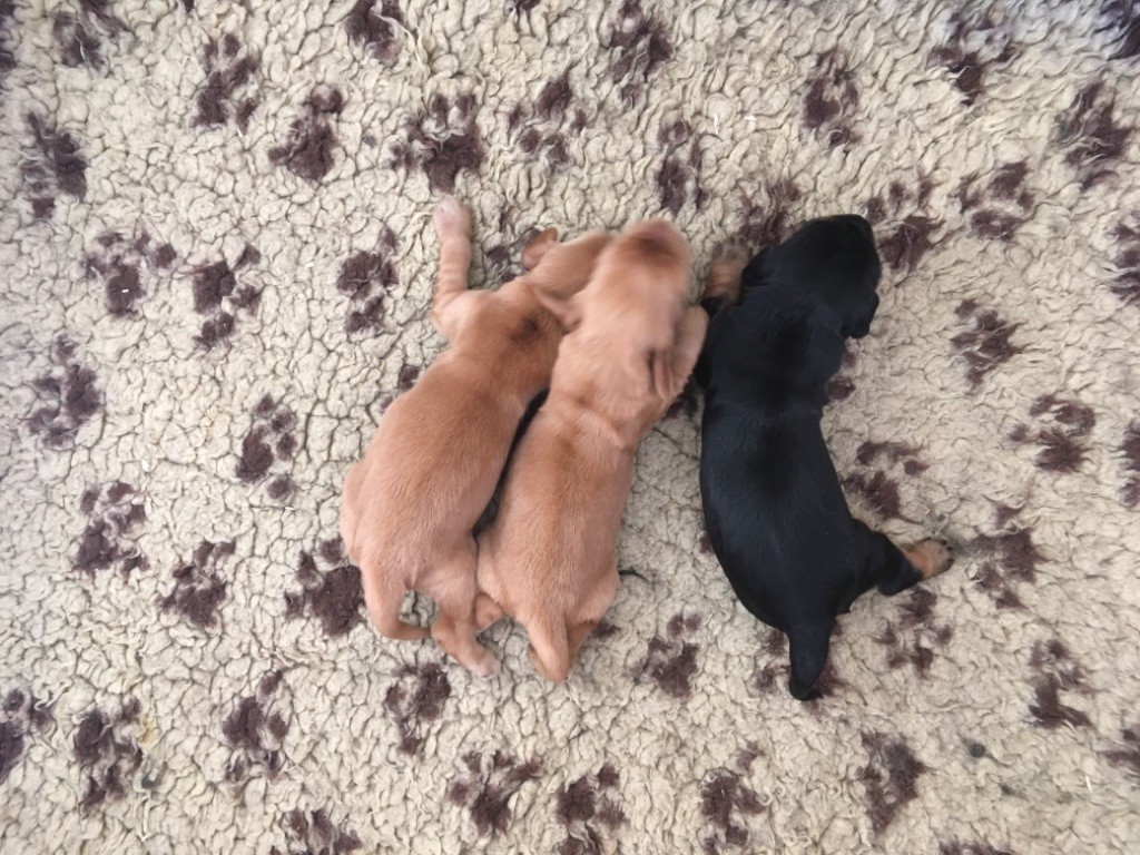 Sunset D'hell - Cocker Spaniel Anglais - Portée née le 01/07/2018