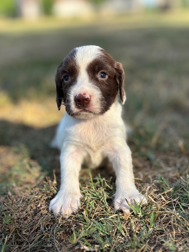 Sunset D'hell - Chiots disponibles - English Springer Spaniel