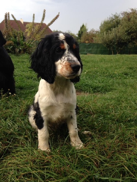Sunset D'hell - Cocker Spaniel Anglais - Portée née le 14/06/2016