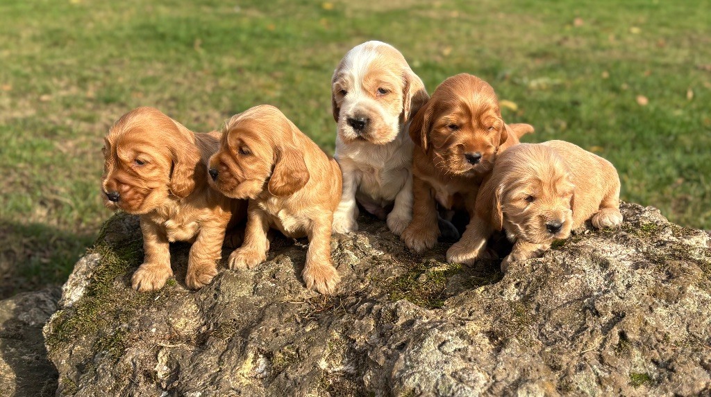 Chiot Cocker Spaniel Anglais Sunset D'hell