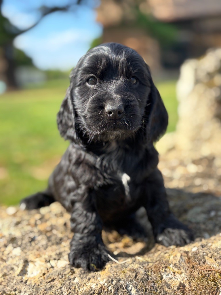Sunset D'hell - Chiots disponibles - Cocker Spaniel Anglais