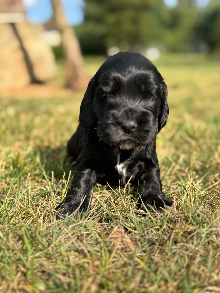 Sunset D'hell - Chiots disponibles - Cocker Spaniel Anglais
