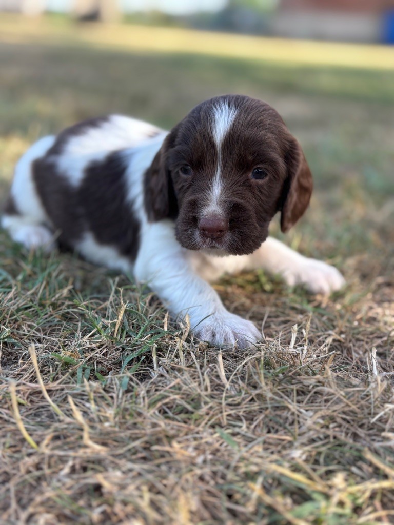 Sunset D'hell - Chiots disponibles - English Springer Spaniel