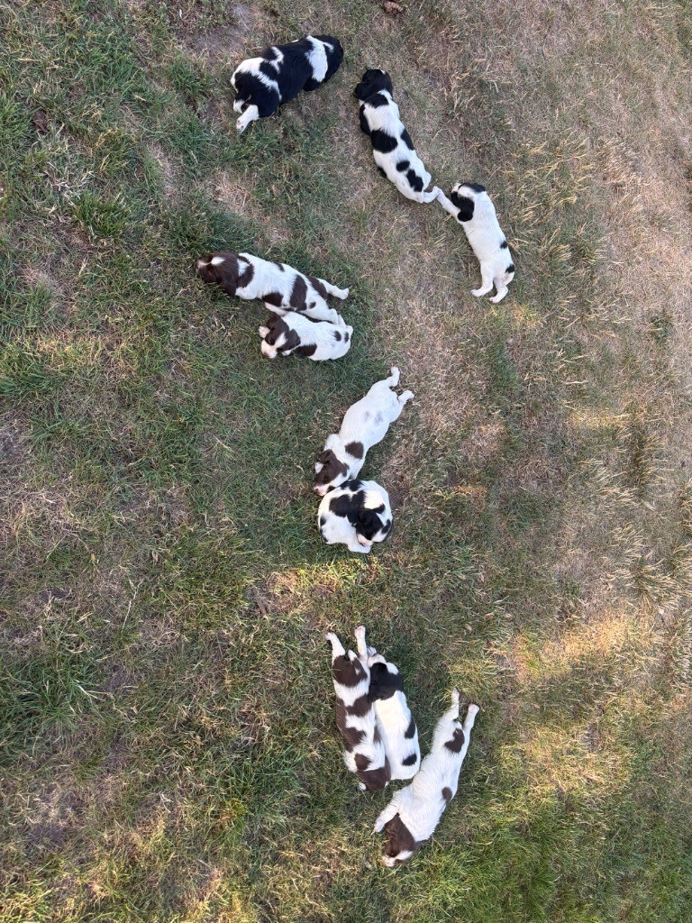Chiot English Springer Spaniel Sunset D'hell