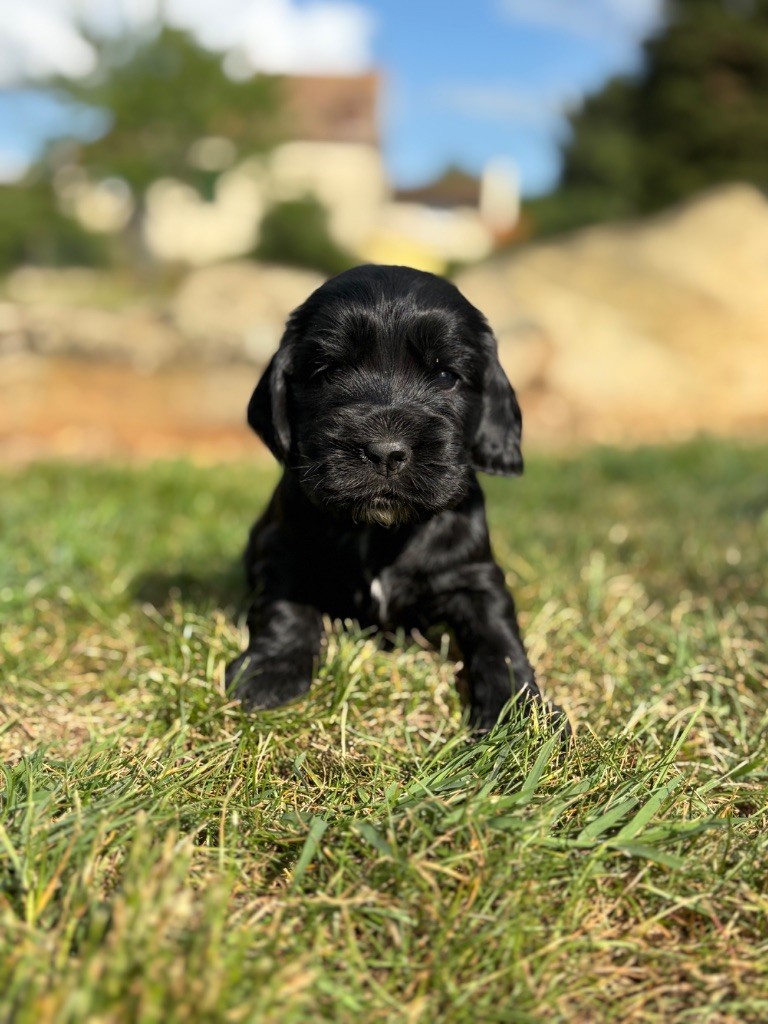 Sunset D'hell - Chiots disponibles - Cocker Spaniel Anglais