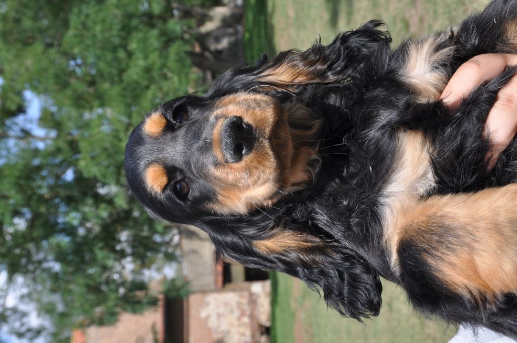 Sunset D'hell - Cocker Spaniel Anglais - Portée née le 16/05/2019
