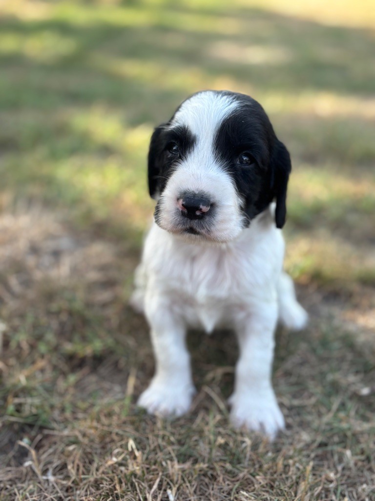 Sunset D'hell - Chiots disponibles - English Springer Spaniel