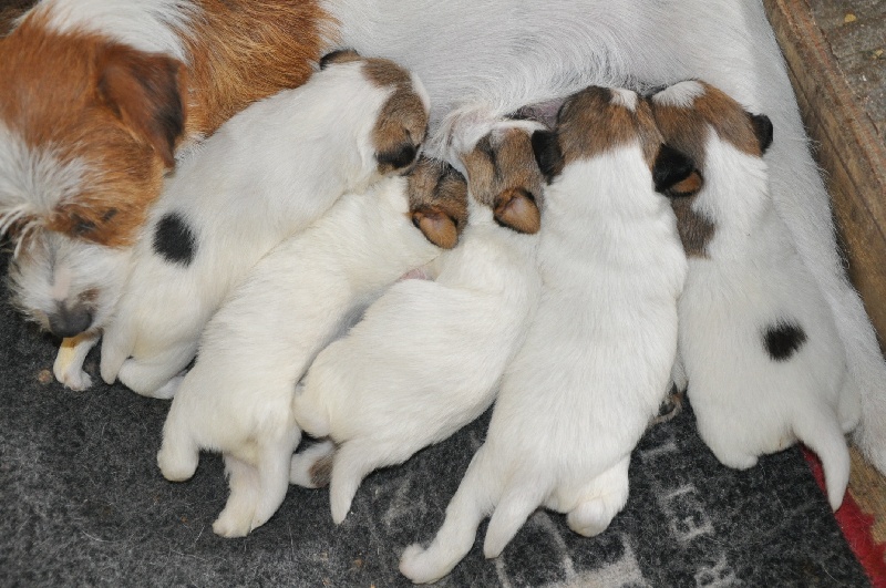 Chiot Jack Russell Terrier Sunset D'hell