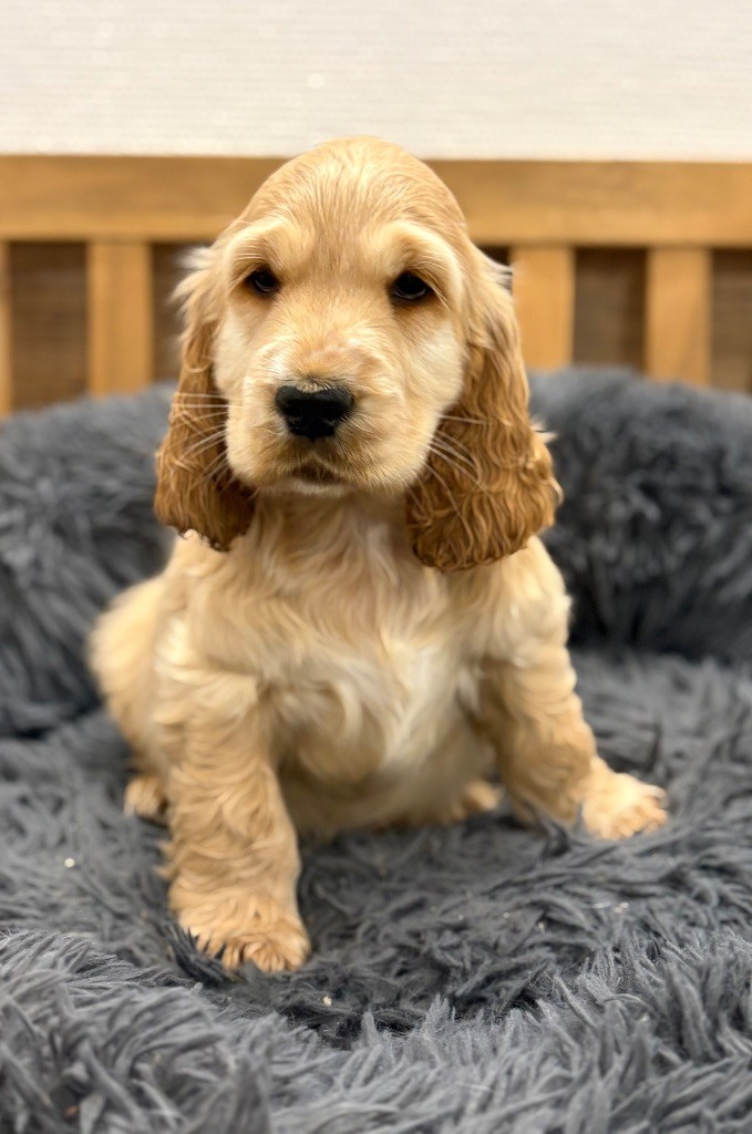 Sunset D'hell - Chiots disponibles - Cocker Spaniel Anglais