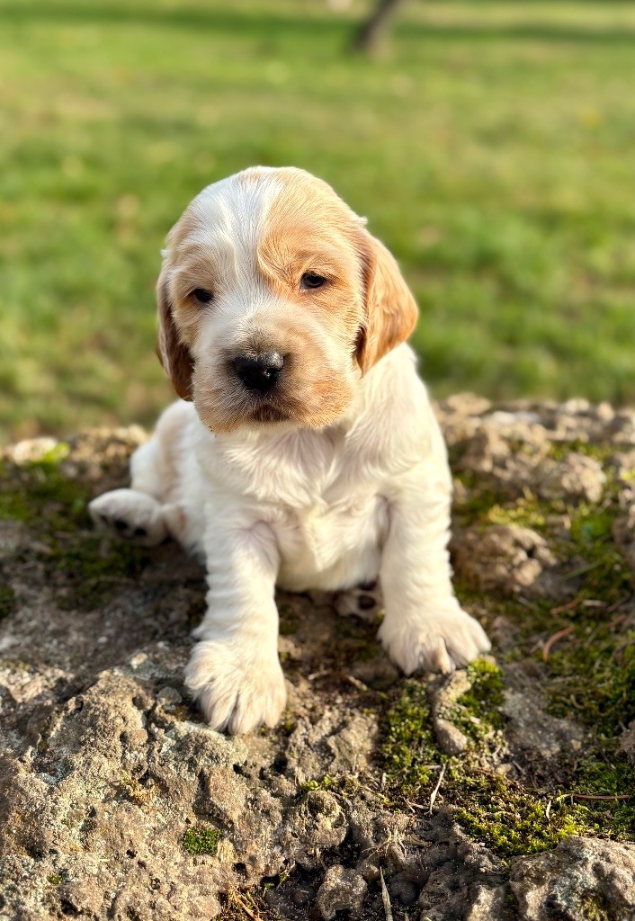Sunset D'hell - Chiots disponibles - Cocker Spaniel Anglais