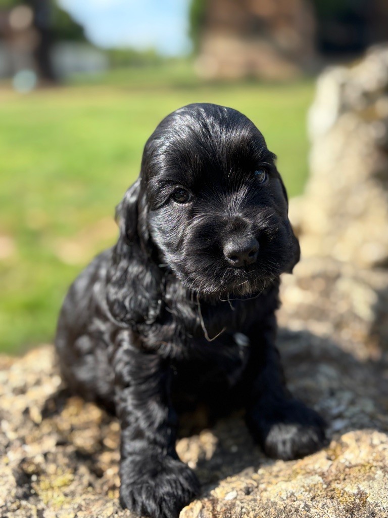 Sunset D'hell - Chiots disponibles - Cocker Spaniel Anglais