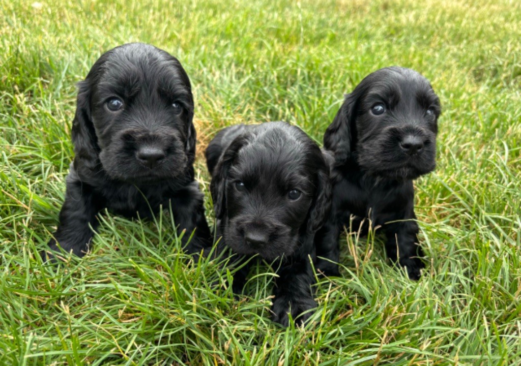 Chiot Cocker Spaniel Anglais Sunset D'hell