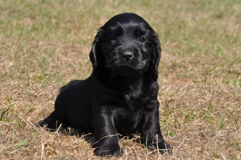 Sunset D'hell - Cocker Spaniel Anglais - Portée née le 08/07/2018