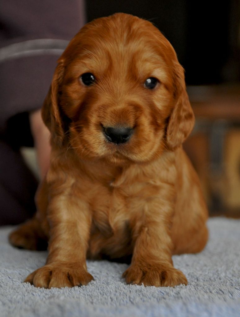 Sunset D'hell - Cocker Spaniel Anglais - Portée née le 13/01/2018