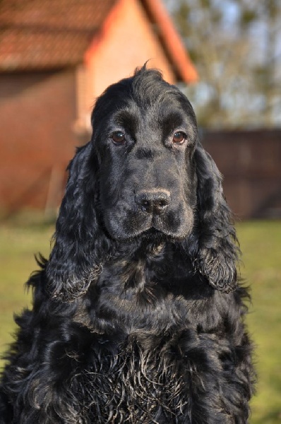 Sunset D'hell - Cocker Spaniel Anglais - Portée née le 05/09/2016