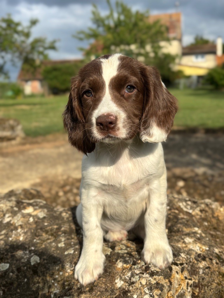 Sunset D'hell - Chiots disponibles - English Springer Spaniel