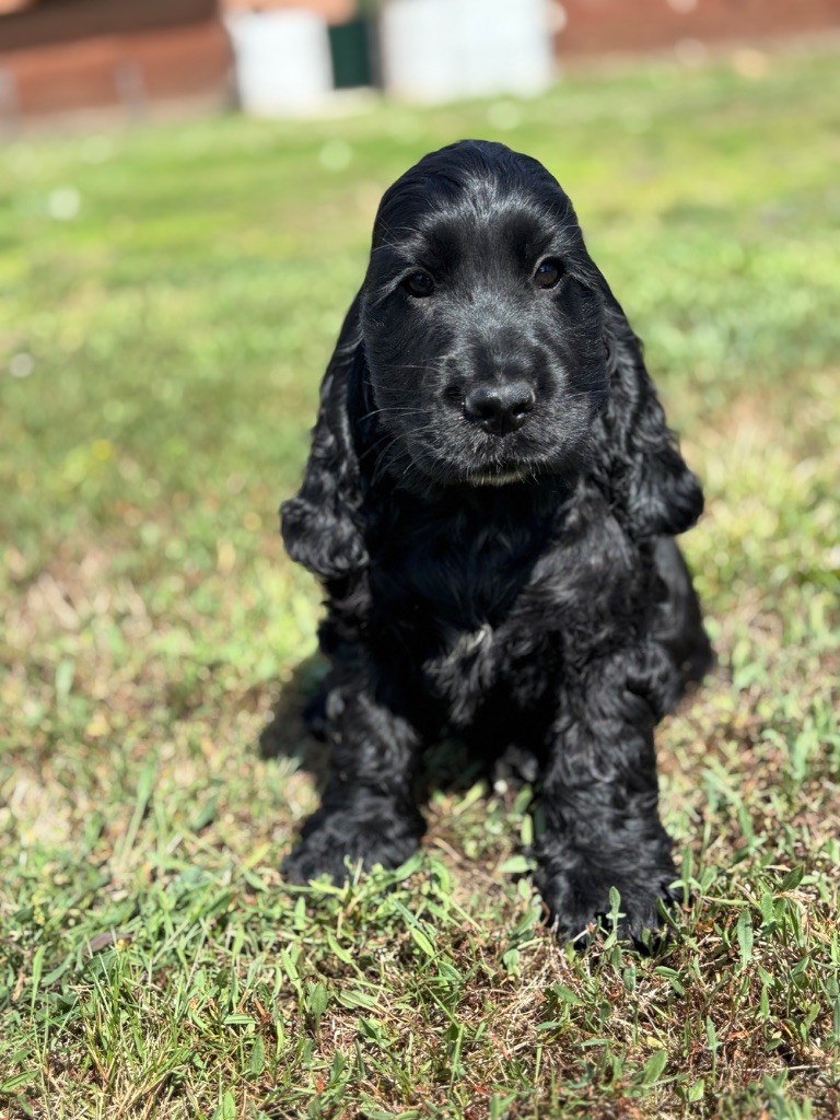 Sunset D'hell - Chiots disponibles - Cocker Spaniel Anglais