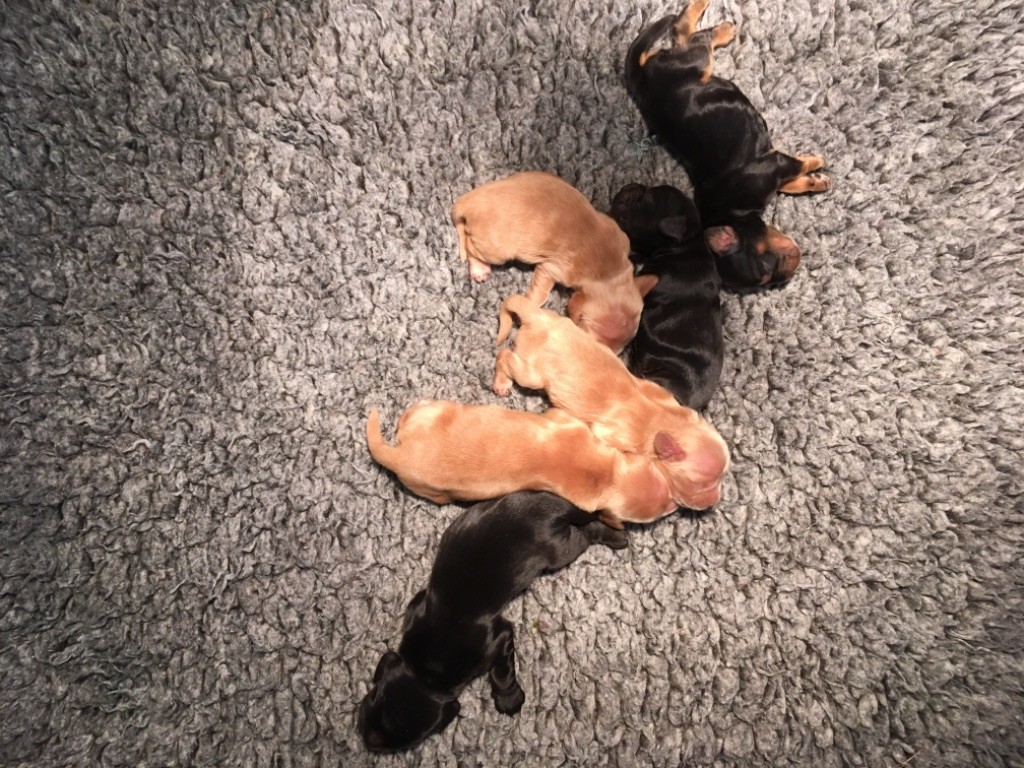 Sunset D'hell - Cocker Spaniel Anglais - Portée née le 04/07/2018
