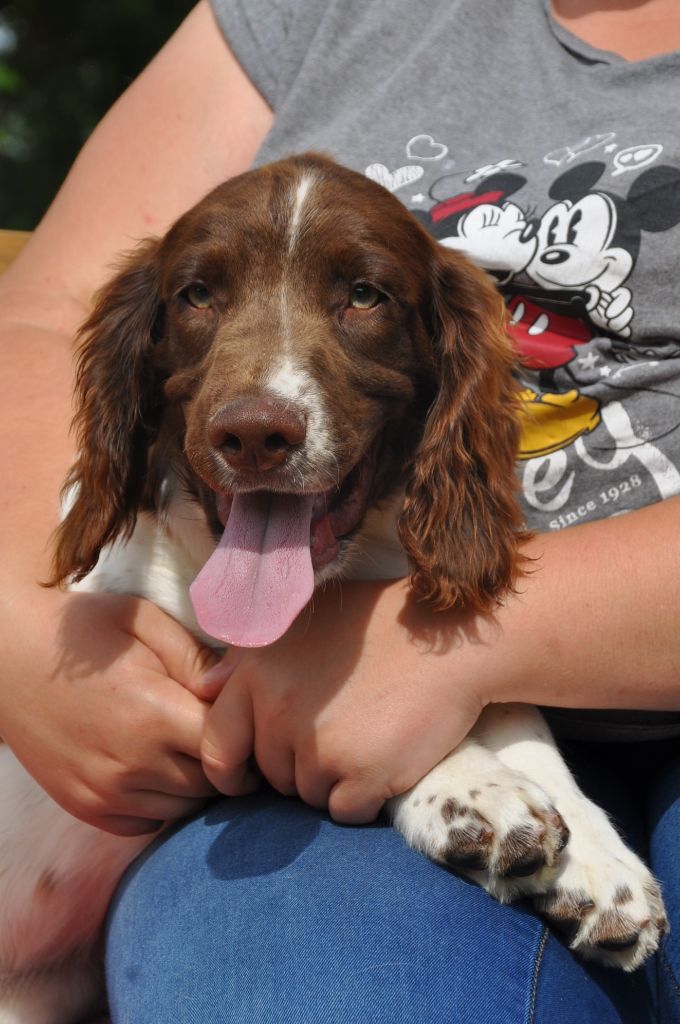 Sunset D'hell - English Springer Spaniel - Portée née le 08/03/2019