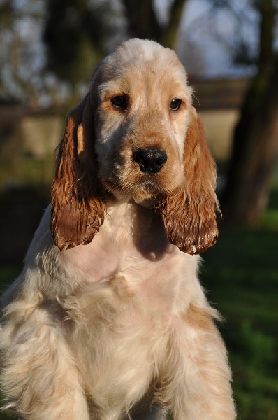Sunset D'hell - Cocker Spaniel Anglais - Portée née le 27/09/2014