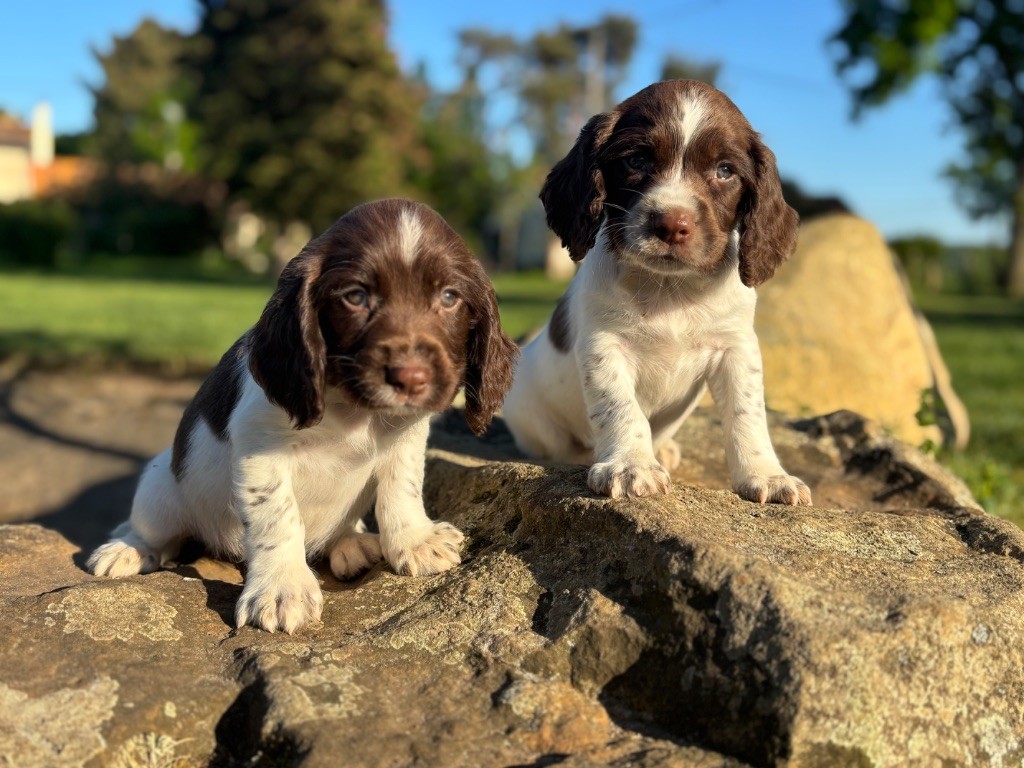Chiot English Springer Spaniel Sunset D'hell